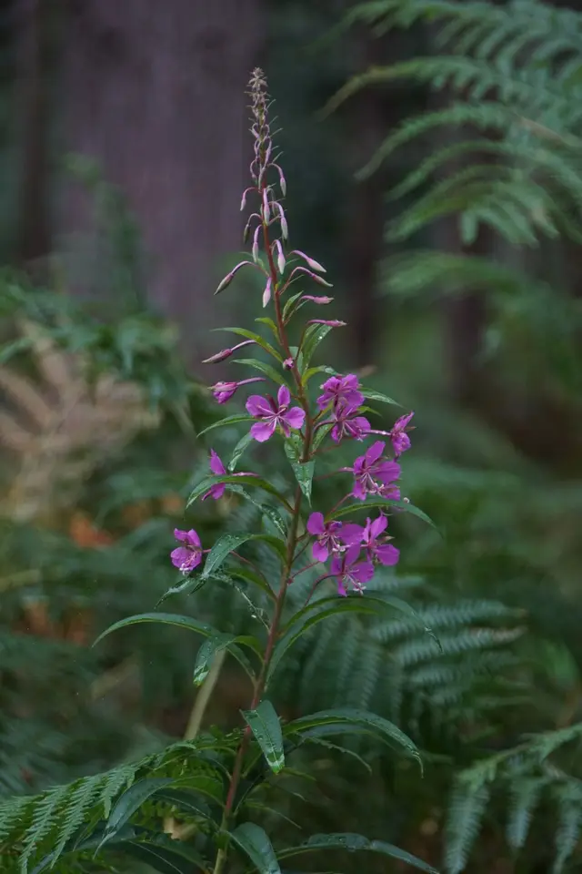 Willowherbs: Rosebay willowherb, in England.
