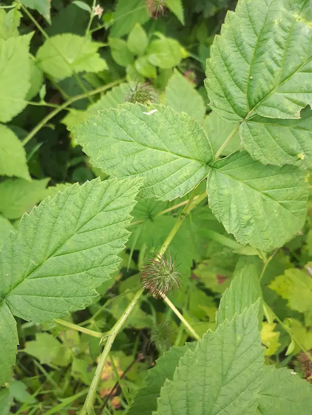 Wood avens (herb bennet): Leaves and hooked fruit: how you'll see it in September.