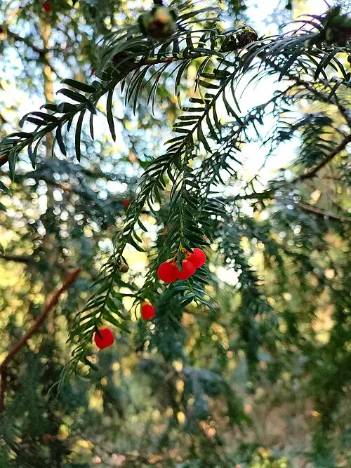 Yew: Red berry-like arils on a female plant. Toxic.